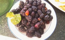 Receta de Sorbete de Mora 2 Receta de Sorbete de Moras